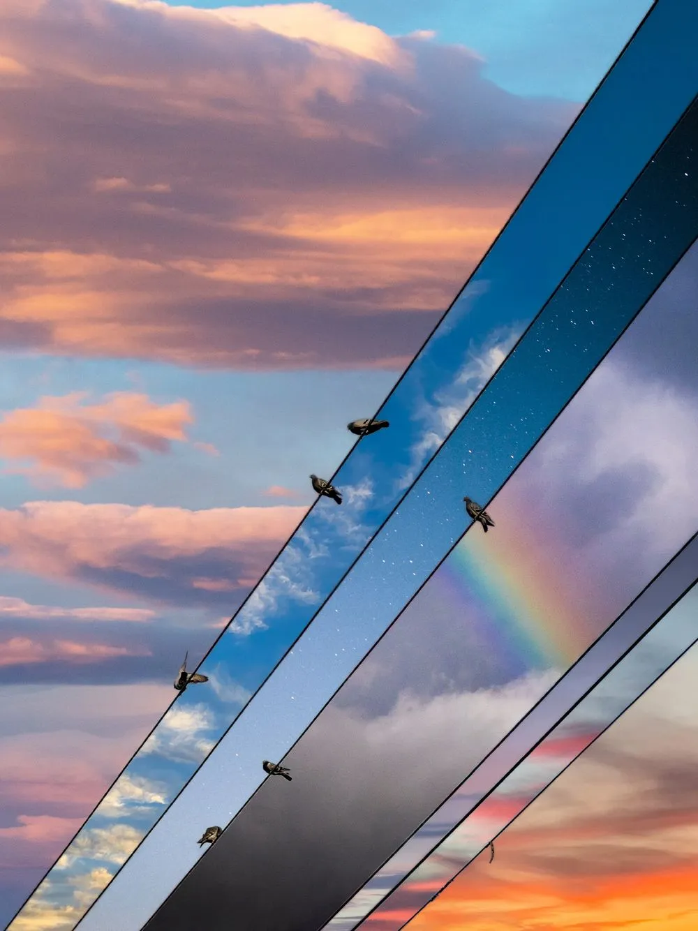 Bird lines creative nature shot