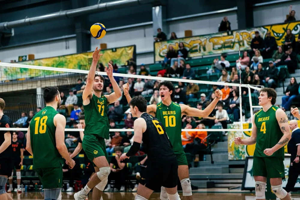 UofA Golden Bears volleyball net action